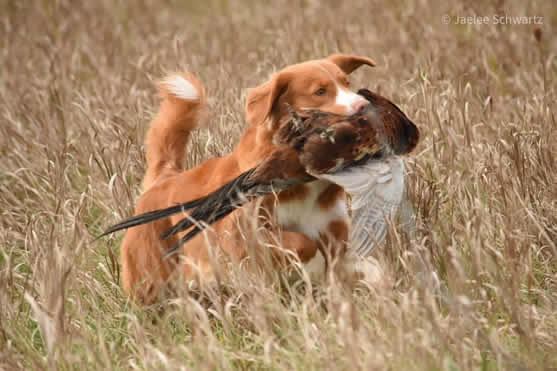 Reba