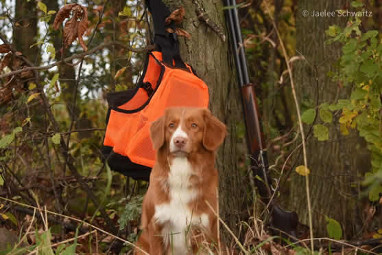 Reba